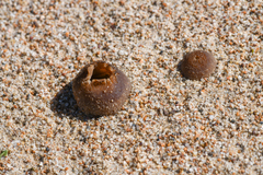 Peziza ammophila