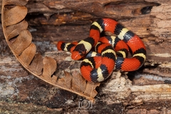 Lampropeltis elapsoides