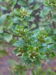 Baccharis conferta