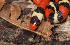 Lampropeltis elapsoides