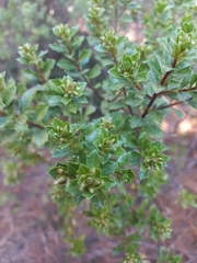 Baccharis conferta
