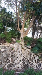 Ficus cotinifolia