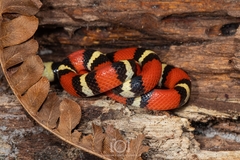 Lampropeltis elapsoides