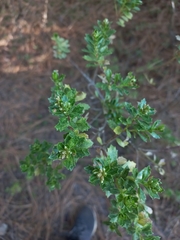 Baccharis conferta