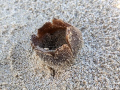 Peziza ammophila