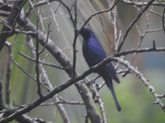 Molothrus bonariensis