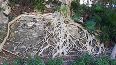 Ficus cotinifolia