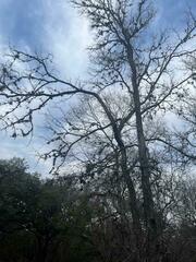 Tillandsia recurvata