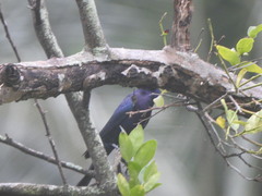 Molothrus bonariensis