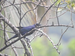 Molothrus bonariensis