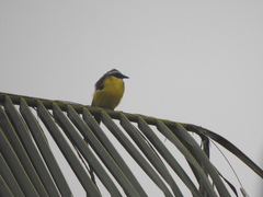 Myiozetetes cayanensis