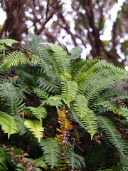Blechnum durum