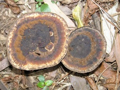 Sanguinoderma rude