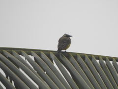 Myiozetetes cayanensis