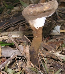 Sanguinoderma rude