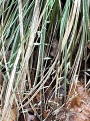 Poa cuspidata