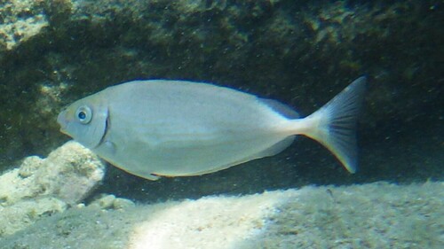 Rivulated Rabbitfish, photo 5 of 7