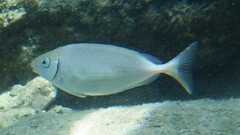Marbled Spinefoot photo 5