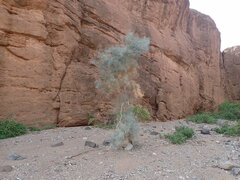 Psorothamnus spinosus