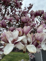 Magnolia × soulangeana