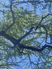 Cardinalis cardinalis