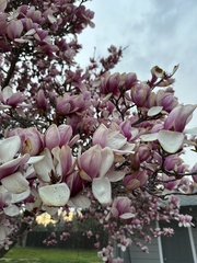 Magnolia × soulangeana