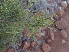 Funastrum angustissimum