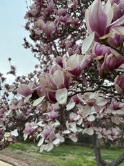 Magnolia × soulangeana