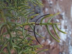 Funastrum angustissimum