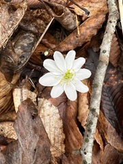 Thalictrum thalictroides