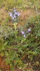 Salvia verbenaca