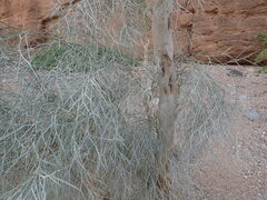 Psorothamnus spinosus