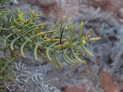 Funastrum angustissimum