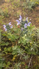 Salvia verbenaca