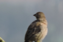 Haemorhous mexicanus