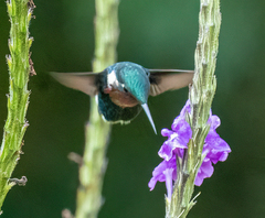 Chaetocercus heliodor