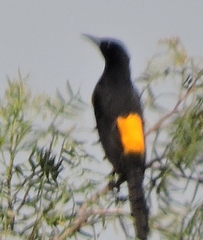 Icterus wagleri