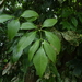 Carnarvonia araliifolia - Photo (c) Steve Fitzgerald, algunos derechos reservados (CC BY-SA)