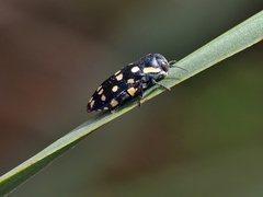 Diphucrania duodecimmaculata
