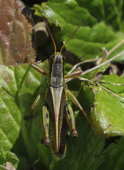 Melanoplus bivittatus