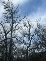 Tillandsia recurvata