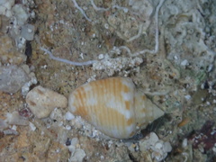 Columbella mercatoria