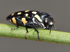 Diphucrania duodecimmaculata