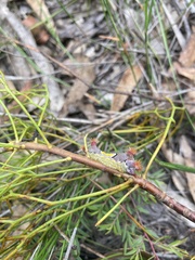 Doratifera vulnerans