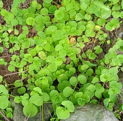 Dichondra repens