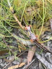 Doratifera vulnerans