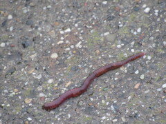 Annelida