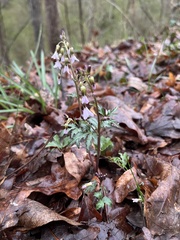 Cardamine concatenata