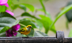 Tangara icterocephala