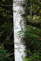 Betula papyrifera